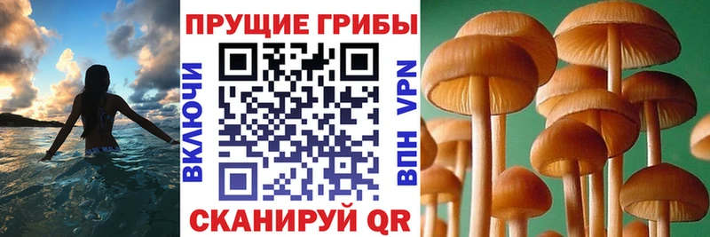 Галлюциногенные грибы Psilocybine cubensis  закладки  Олёкминск 